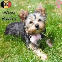 Mimi, une petite Yorkshire pleine de charme à vendre, 15 semaines à 1 an, Commerçant, Yorkshire Terrier, Maladie de Carré (chiens)