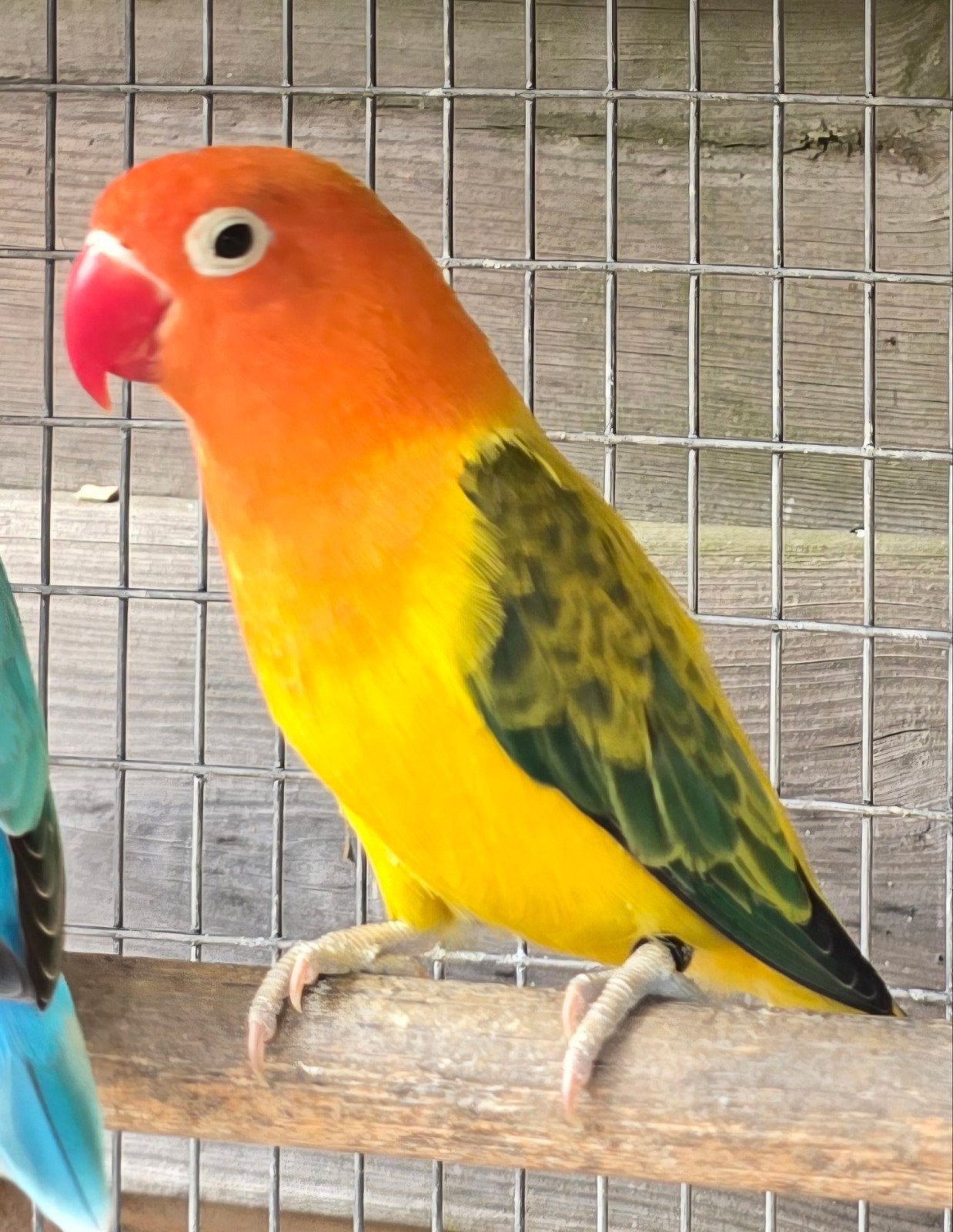 Euwing Opaline Fischeri Pop met Dna, Vrouwelijk, Dwergpapegaai of Agapornis, Geringd