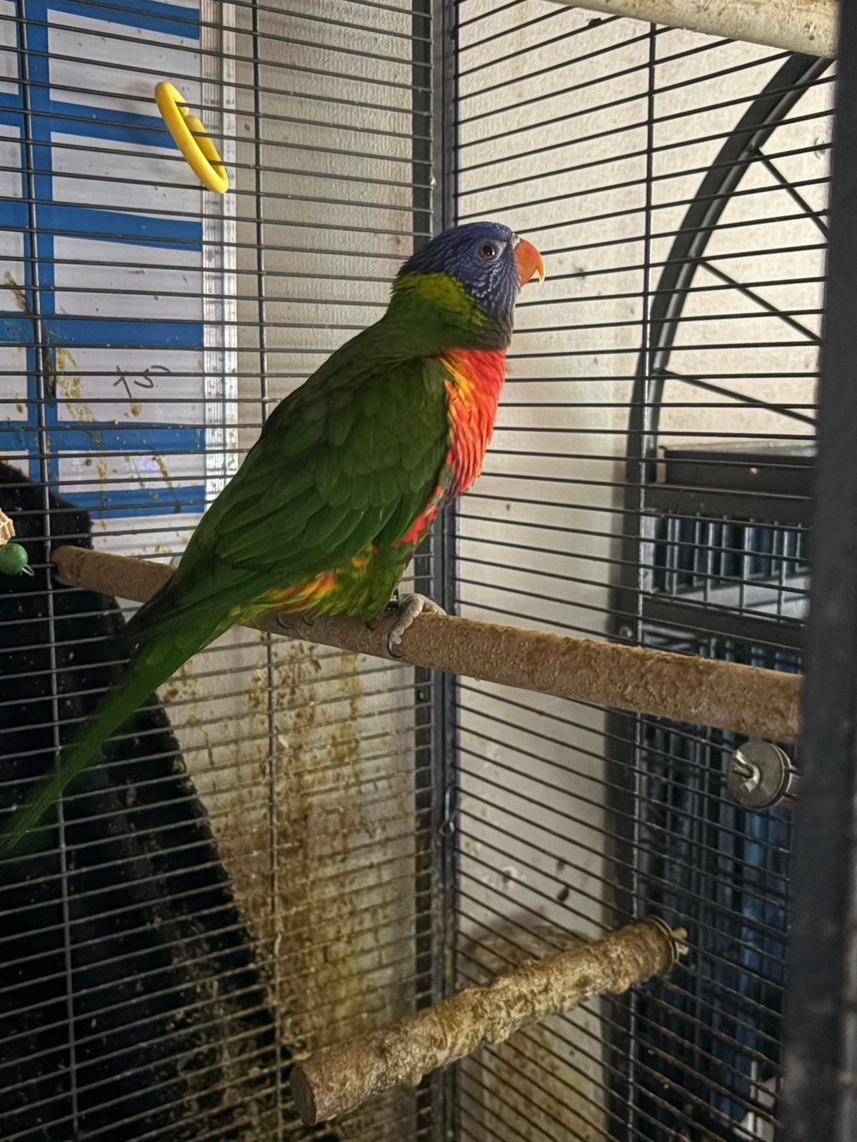 2 loris met kooi, Dieren en Toebehoren, Pratend