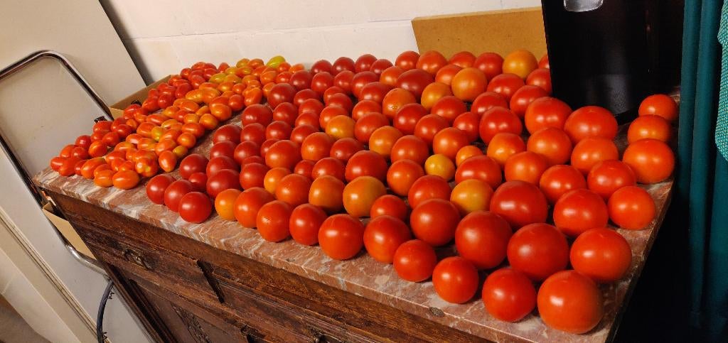 Plants de tomates, Enlèvement, Plantes potagères