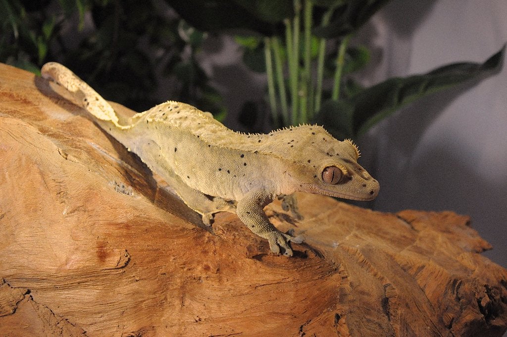 Wimpergekko 13, Animaux & Accessoires, Reptiles & Amphibiens, Autres espèces, 0 à 2 ans