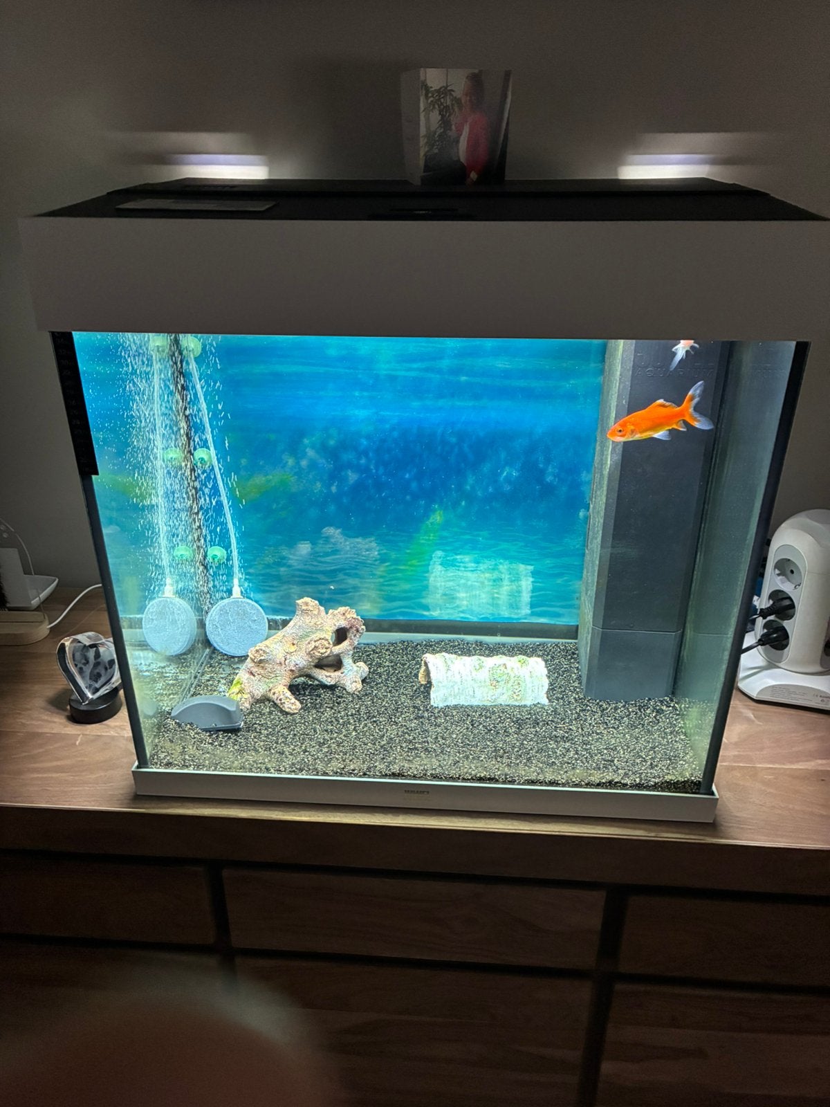 Aquarium, Animaux & Accessoires, Enlèvement, Utilisé, Poissons inclus, Juwel