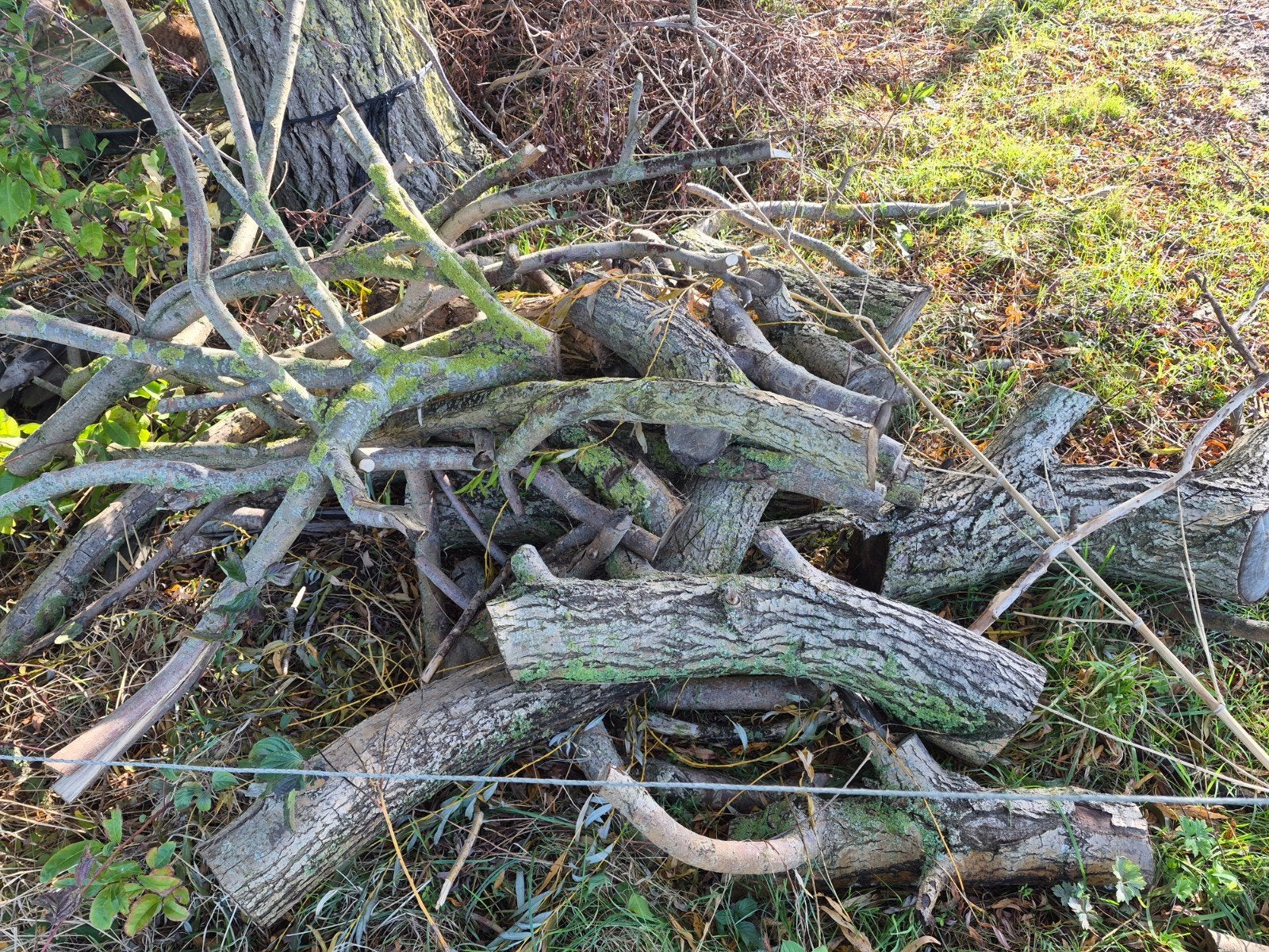 gratis hout, Ophalen, Overige houtsoorten, Stammen