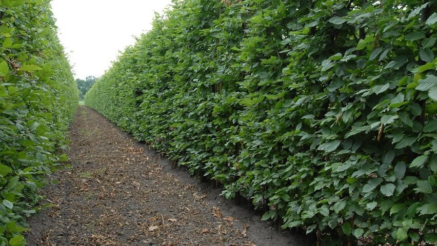 Charme (Charmille) pour haie - Carpinus, Jardin & Terrasse, Enlèvement, Charme, Haie