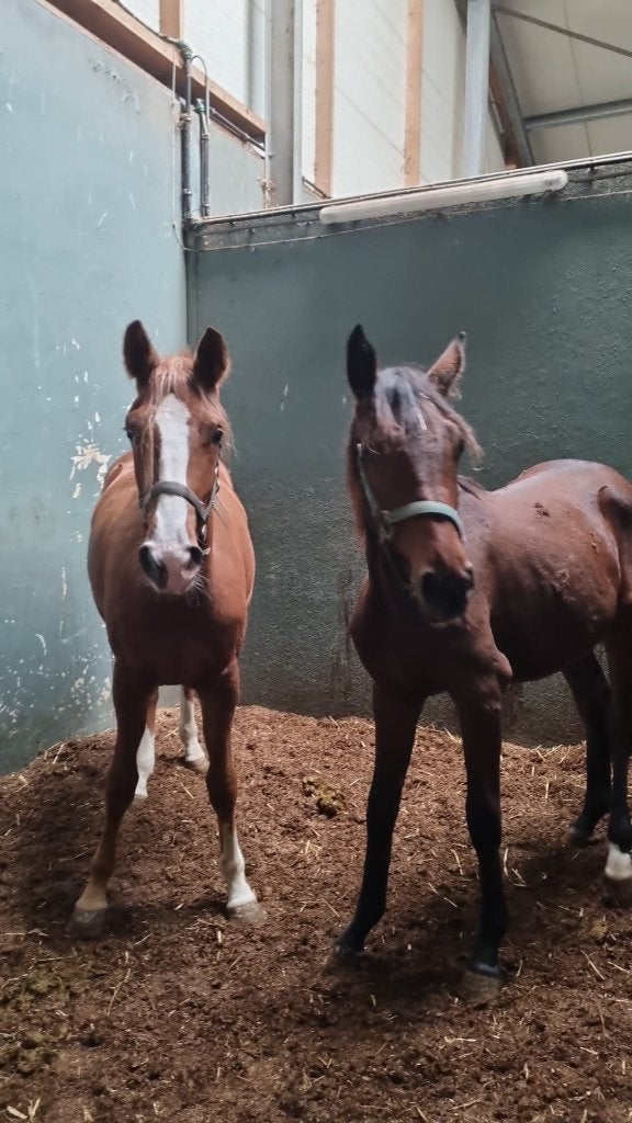 1,5 jarige merries Django Z en For Treasure, Dieren en Toebehoren, Merrie, Springpaard, Minder dan 160 cm, Met stamboom