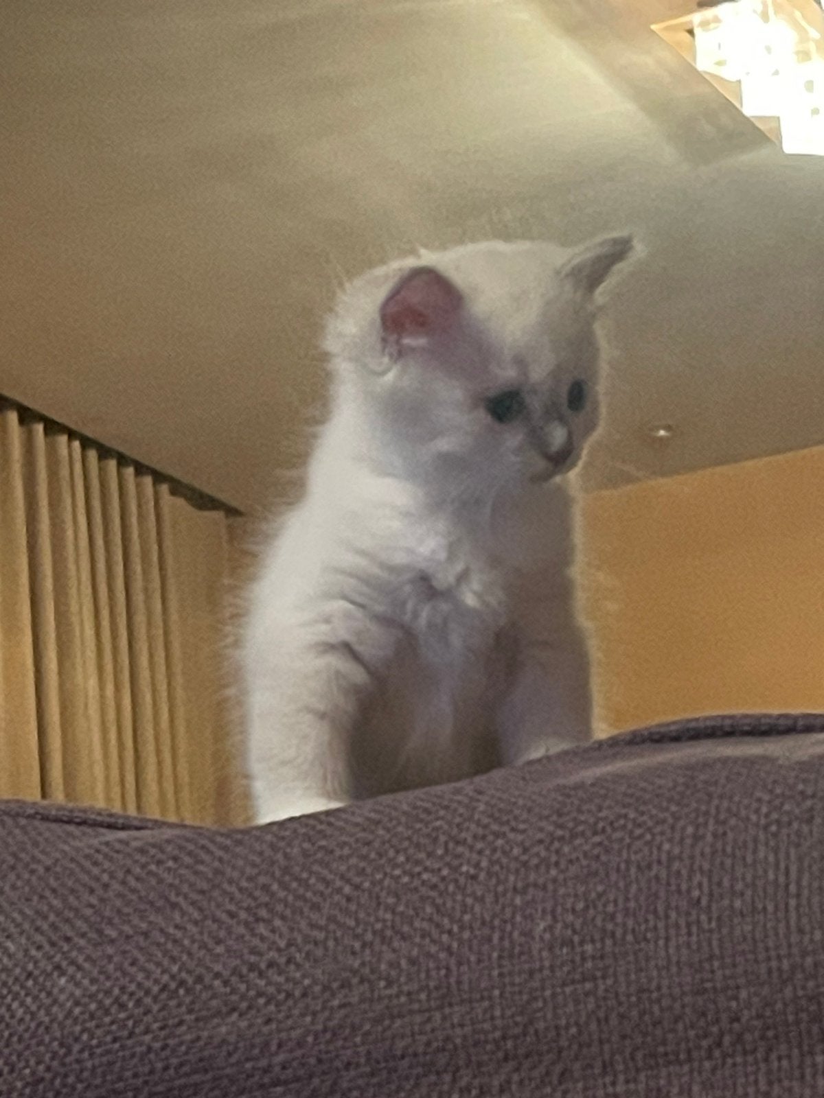 Ragdoll kittens in unieke kleuren!, Dieren en Toebehoren, Meerdere dieren, Gechipt, 0 tot 2 jaar