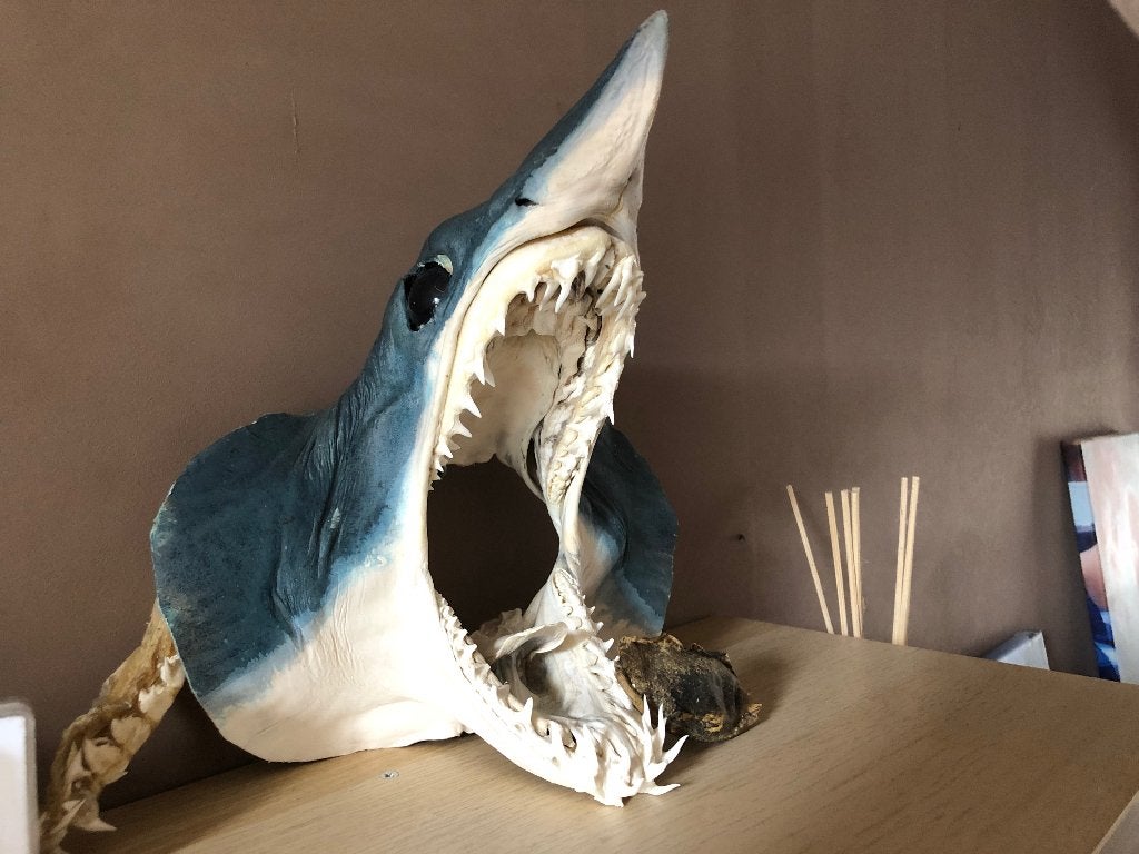 Echte Mako haaien kop, Verzamelen, Ophalen of Verzenden, Gebruikt, Overige soorten, Gewei of Kop