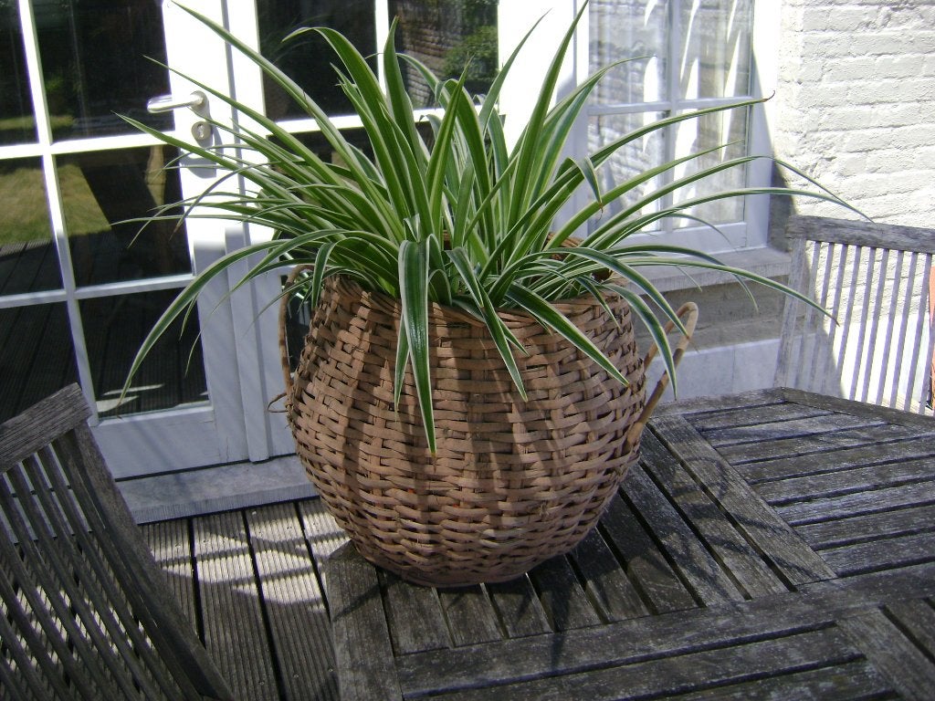Grasslily dans un panier en osier, Autres espèces, En pot, Moins de 100 cm, Enlèvement