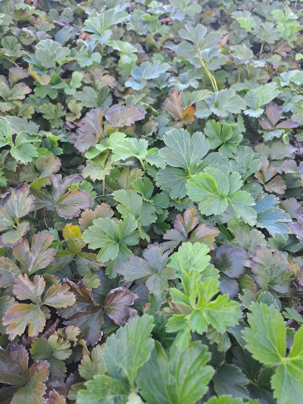 Waldsteinia ternata, Ophalen