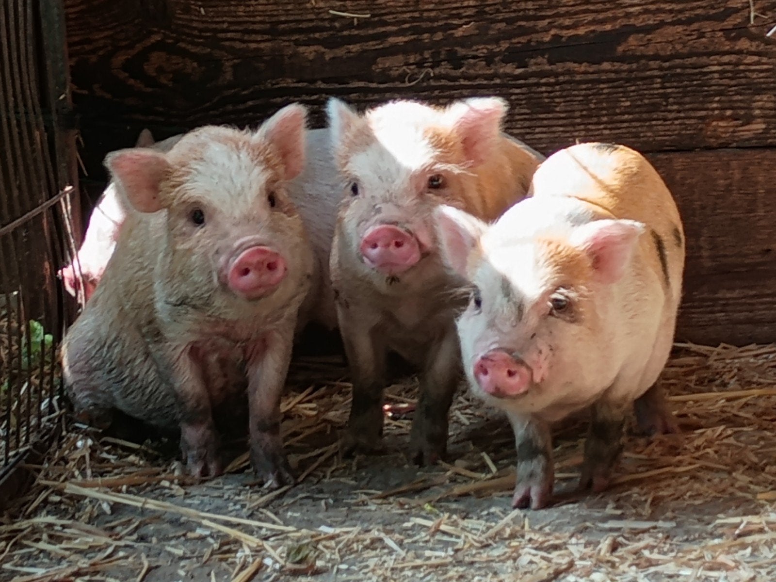 minivarkentjes, Dieren en Toebehoren, Schapen, Geiten en Varkens, Meerdere dieren, Varken, 0 tot 2 jaar