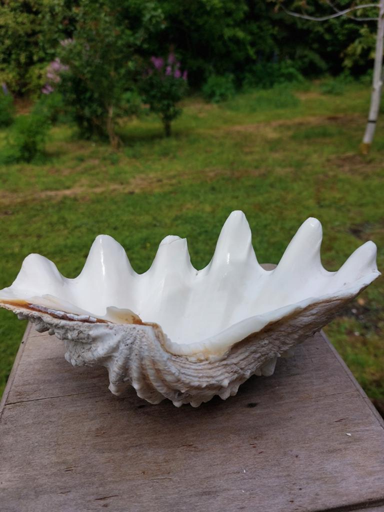 Doopvont schelp, Ophalen of Verzenden