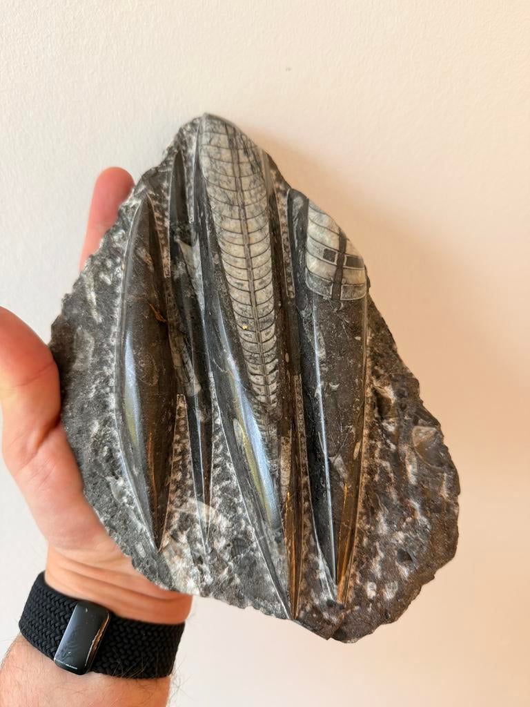 Orthoceras fossielenplaat – oude inktvisachtige, Ophalen, Fossiel