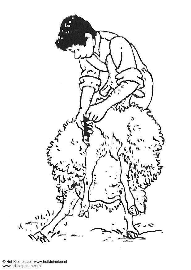 Tondeur de mouton, Ophalen