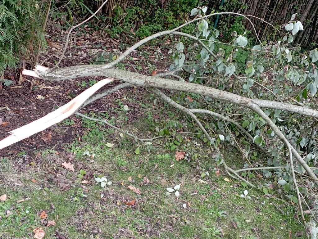 brandhout, Tuin en Terras, Ophalen