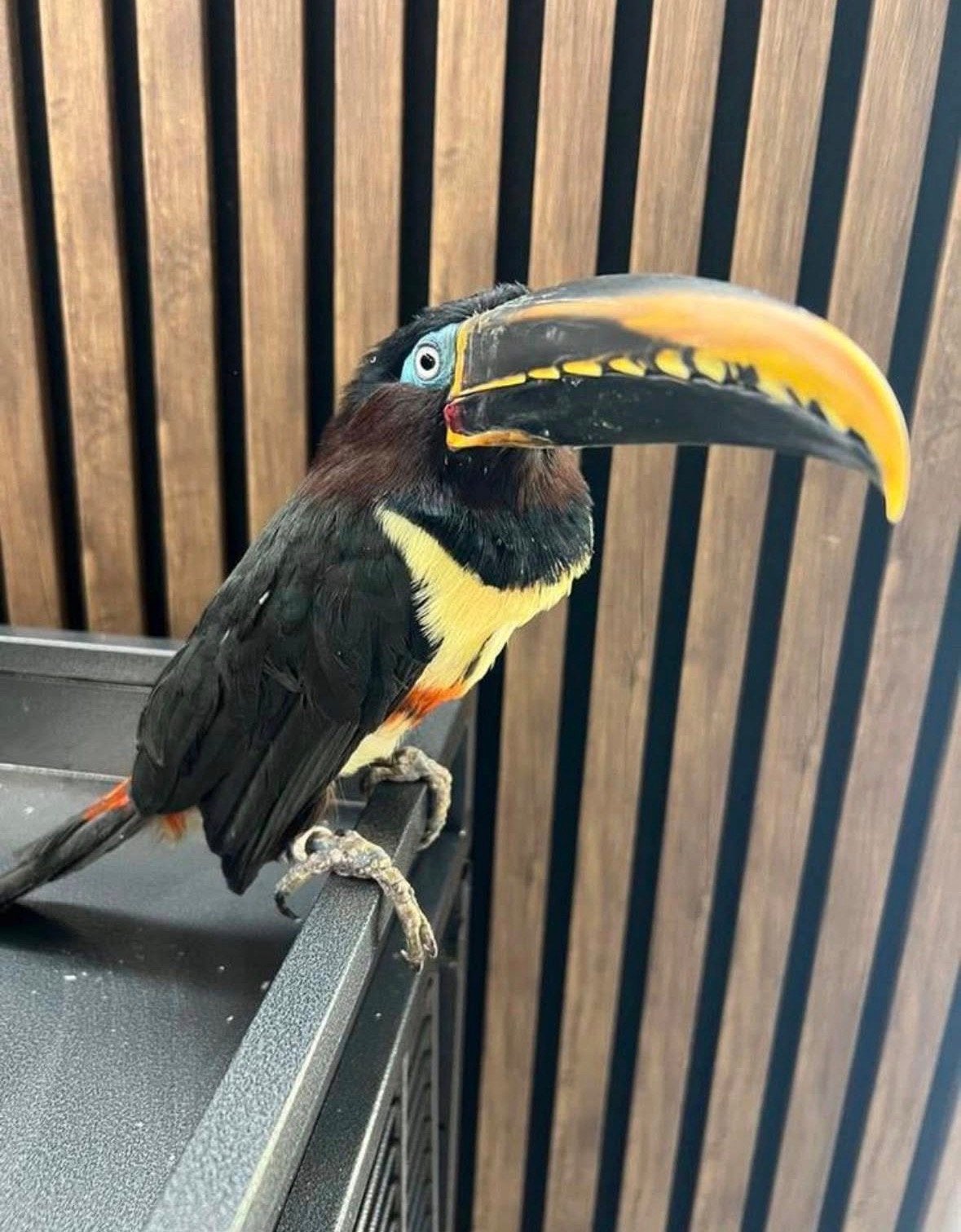 Toekan, Dieren en Toebehoren, Tam