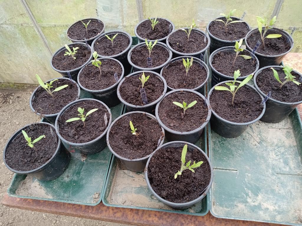 Plant de tomates, Enlèvement