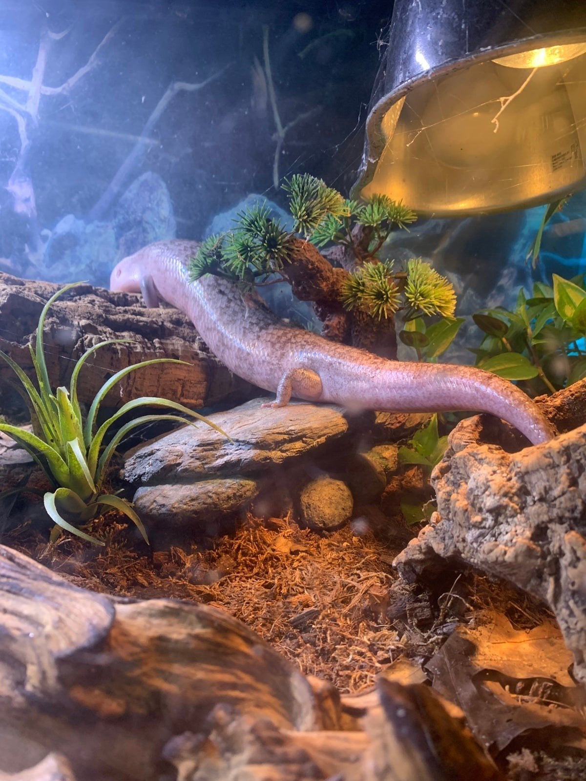 tiliqua scincoides chimera taminbar Silver phase, Dieren en Toebehoren, Hagedis, Met terrarium, 3 tot 6 jaar
