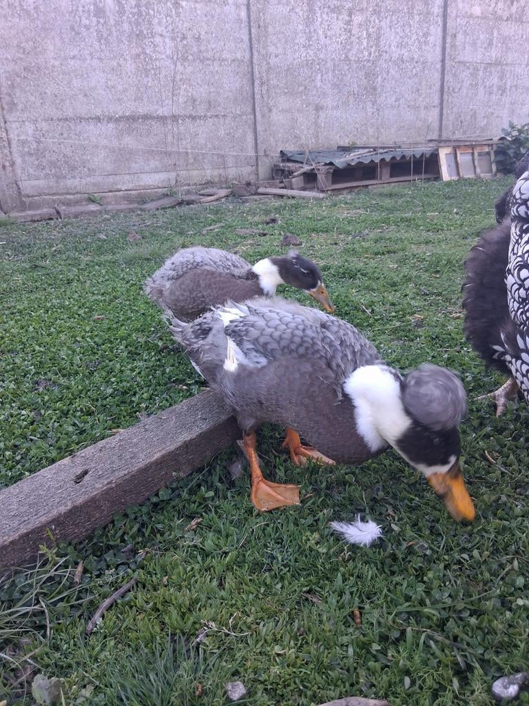 Super enthousiast koppel kuifeenden, Meerdere dieren, Eend