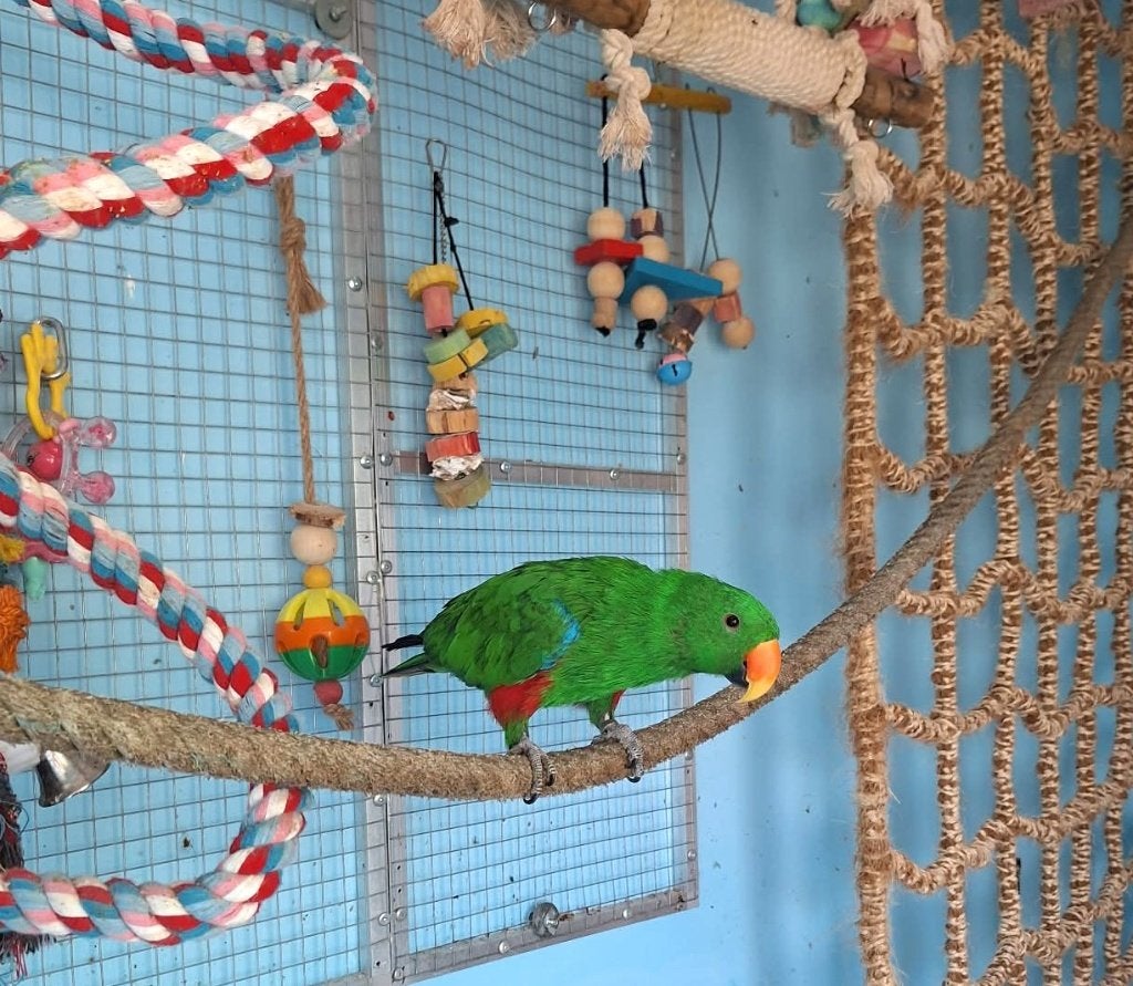 Edelpapegaai man, Perroquet, Parleur