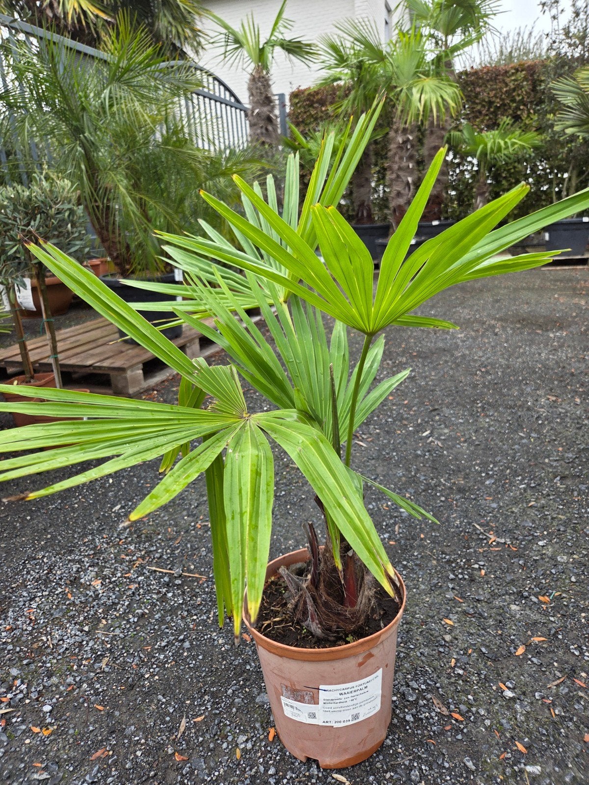 Palmboom Trachycarpus Fortunei - winterhard, Ophalen, Halfschaduw