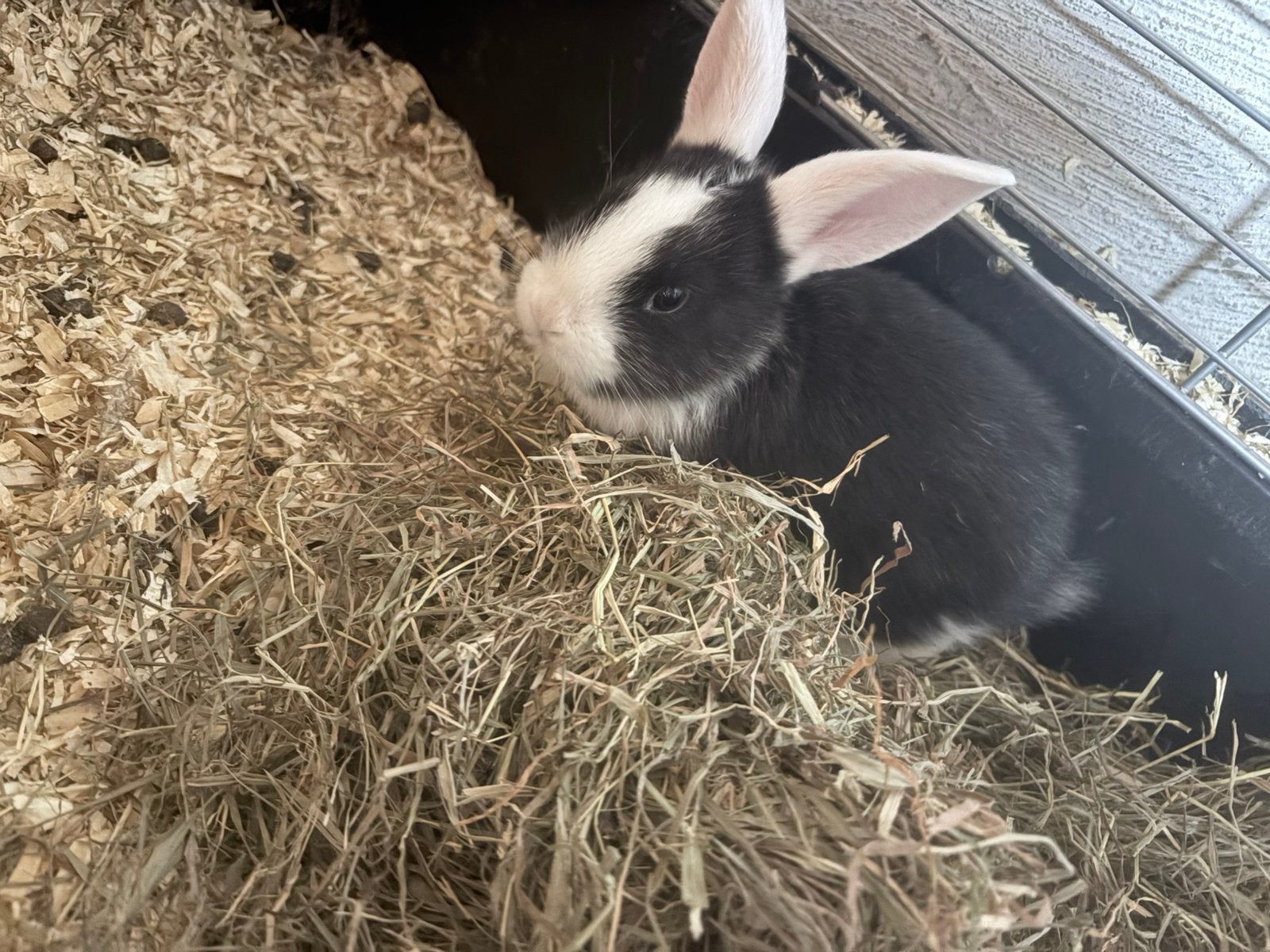 Lief handtam voedster konijntje zoekt een gouden mandje, Dieren en Toebehoren, Hangoor