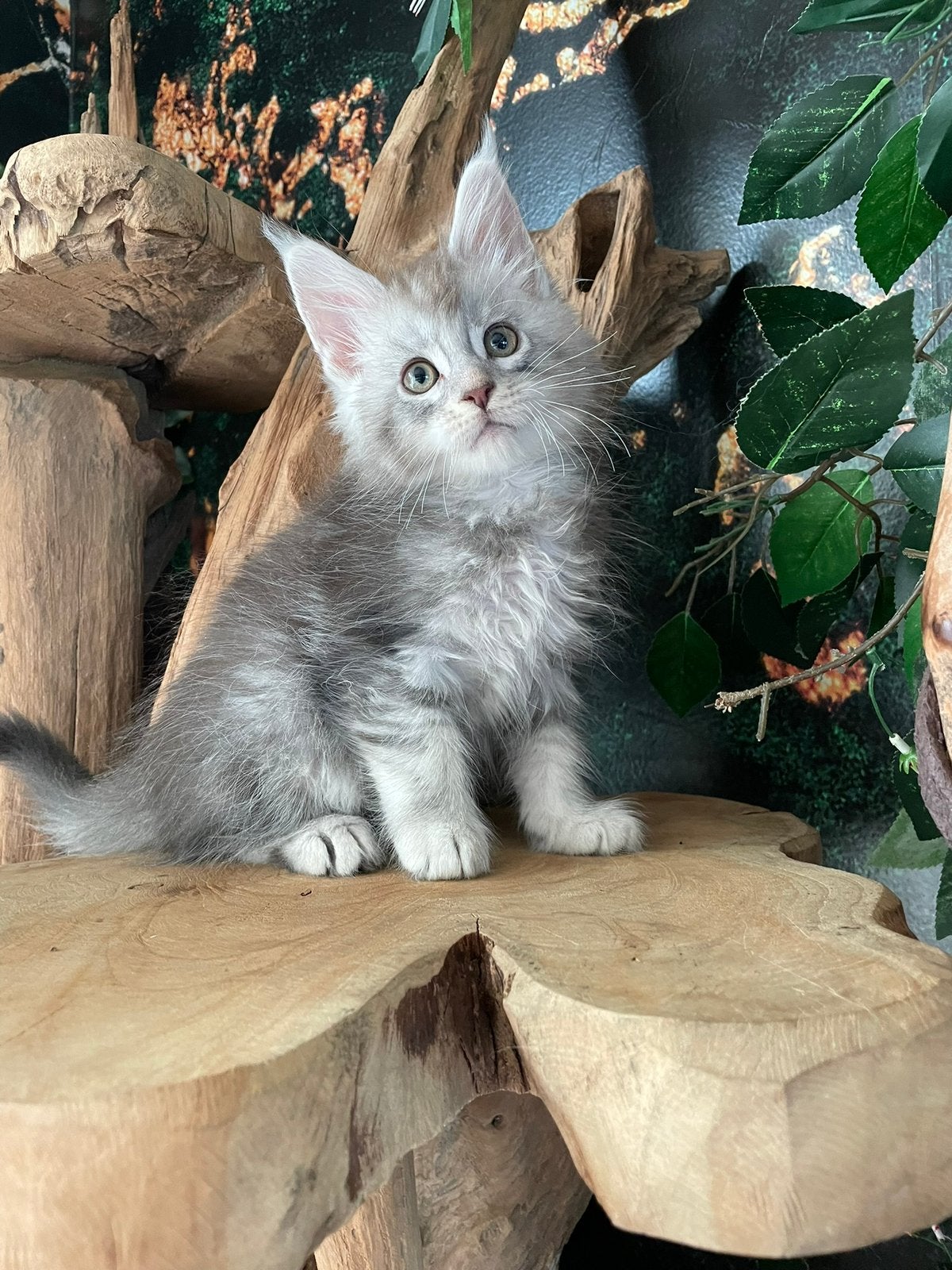Maine coon, Dieren en Toebehoren, Meerdere dieren, Met stamboom, 0 tot 2 jaar