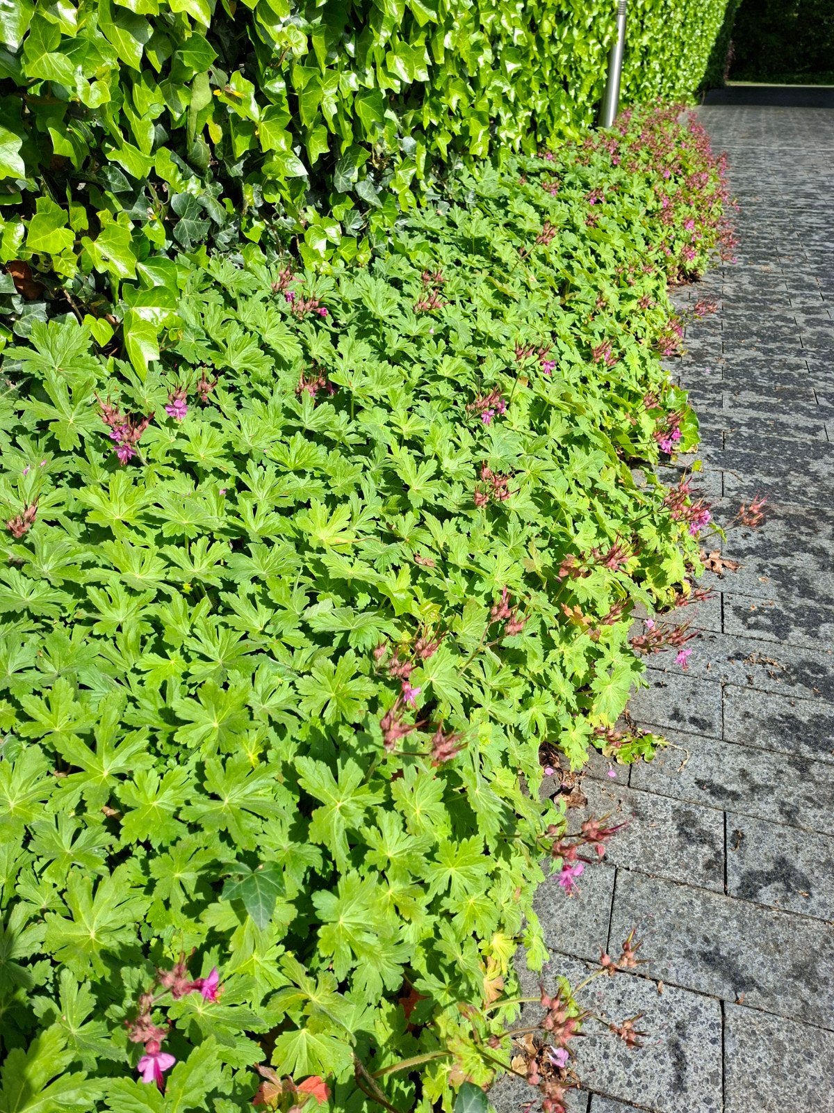 sterke bodembedekker geranium macrorrhizum 0,90 euro, Jardin & Terrasse, Enlèvement, Printemps, Plante fixe, Couvre-sol