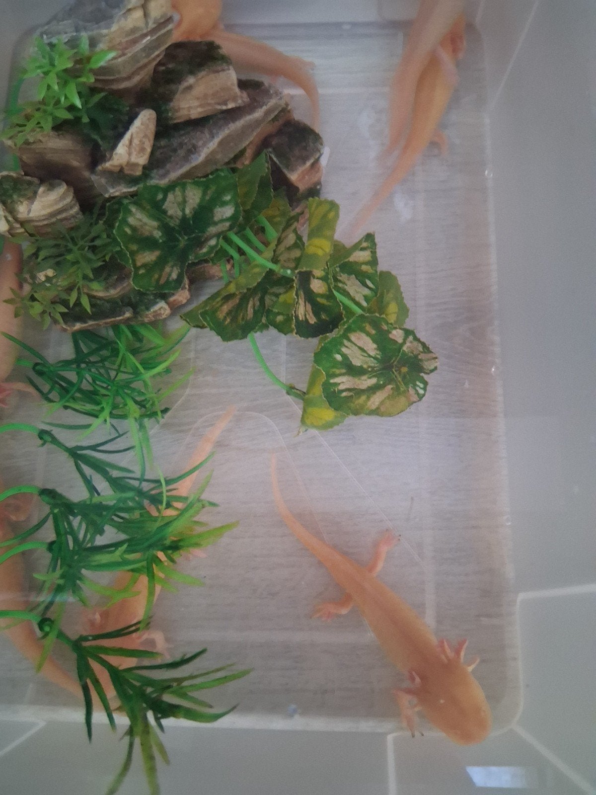 jeune axolotl