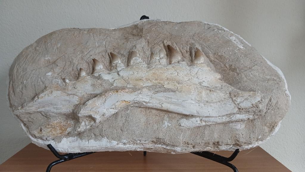 Fossile original de dinosaure à mâchoires de Mosasaurus, Collections, Enlèvement, Fossile