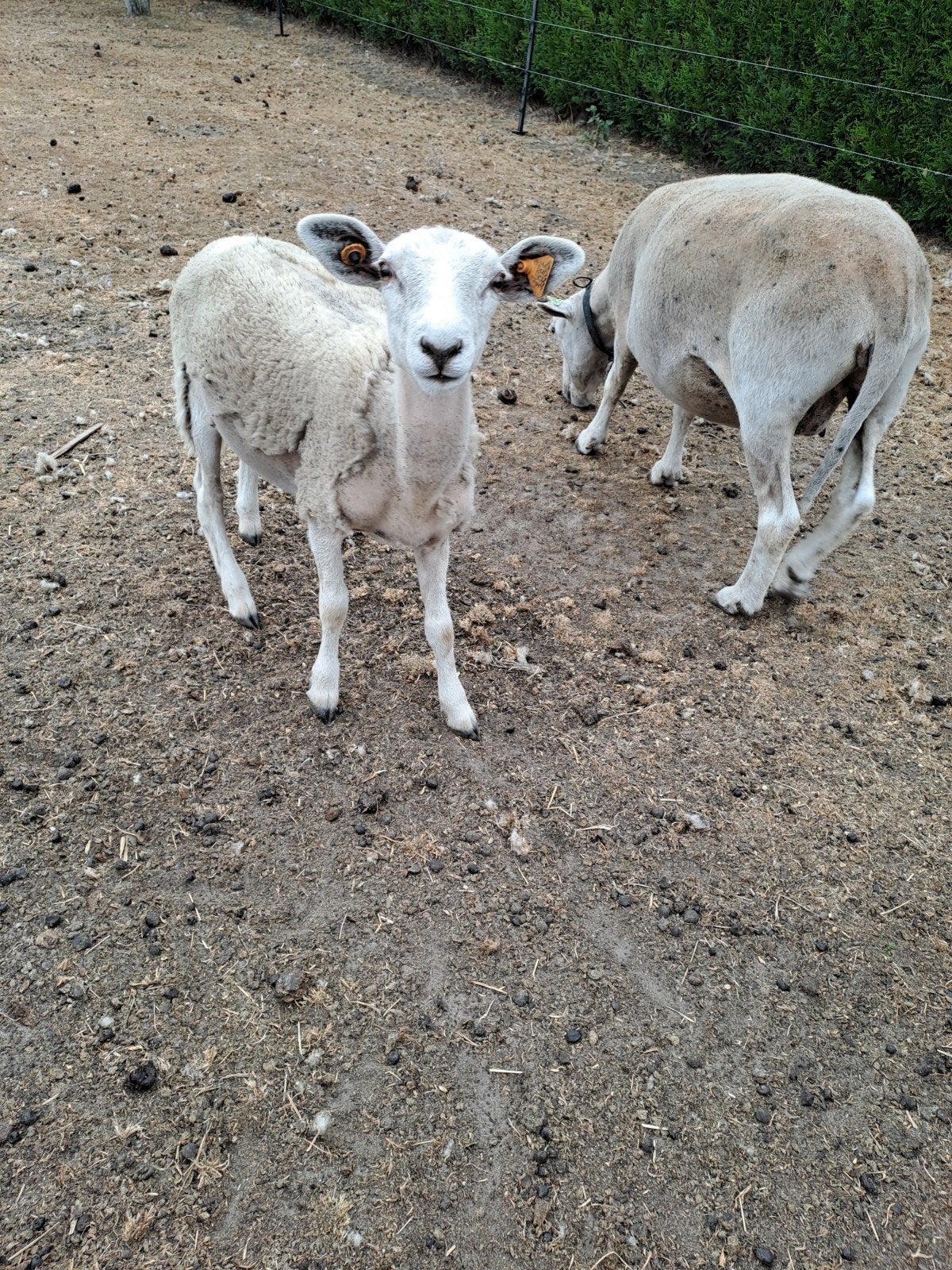 Easy care ram dekram 2026, Mannelijk, Schaap, 0 tot 2 jaar