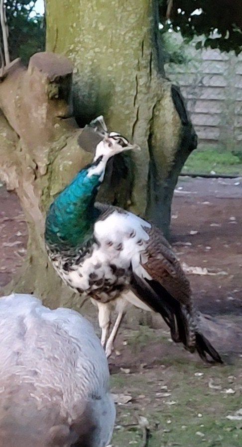 prachtige pauwen, Dieren en Toebehoren