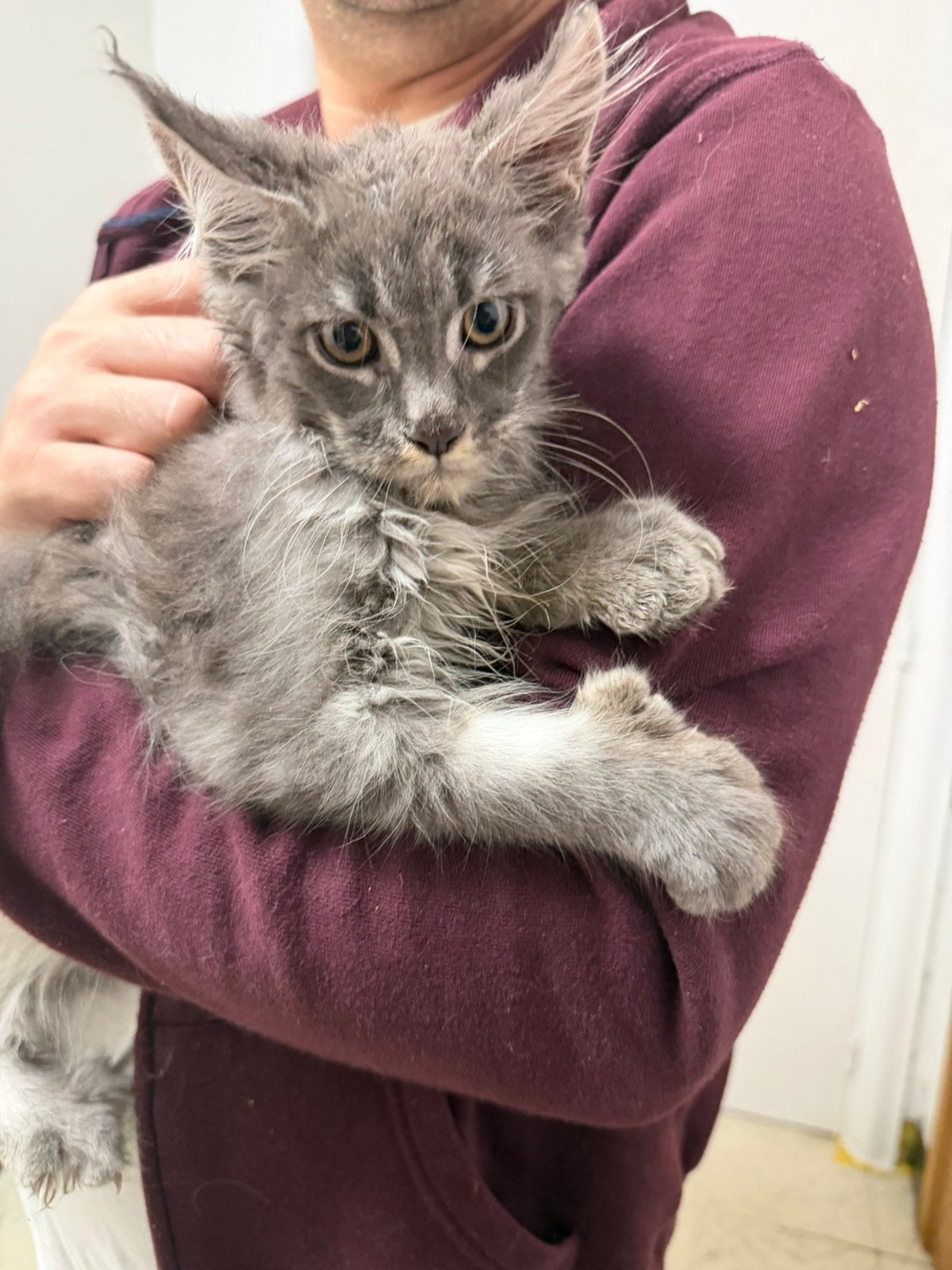 Maine Coon kitens, Plusieurs animaux, Avec pedigree, 0 à 2 ans