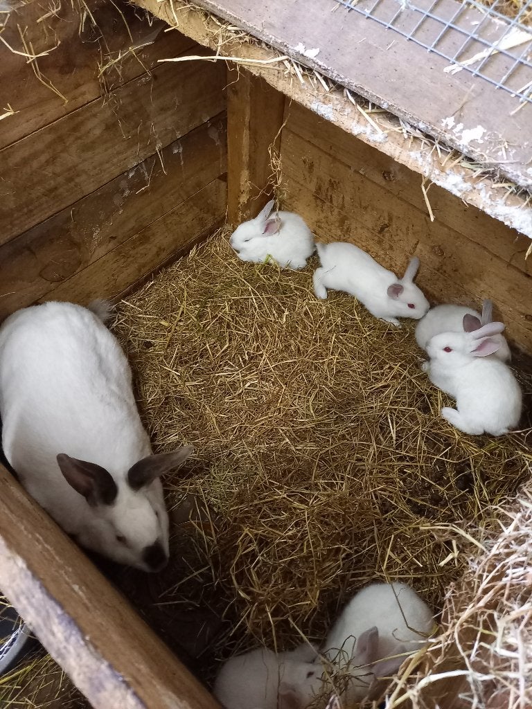 konijnen voedster met 6 jongen: califoniers, Dieren en Toebehoren, Konijnen