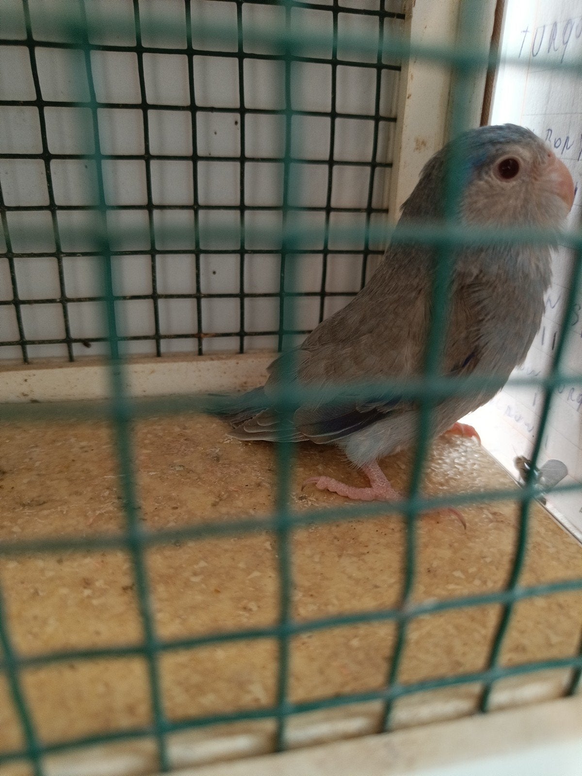 fortunes, Animaux & Accessoires