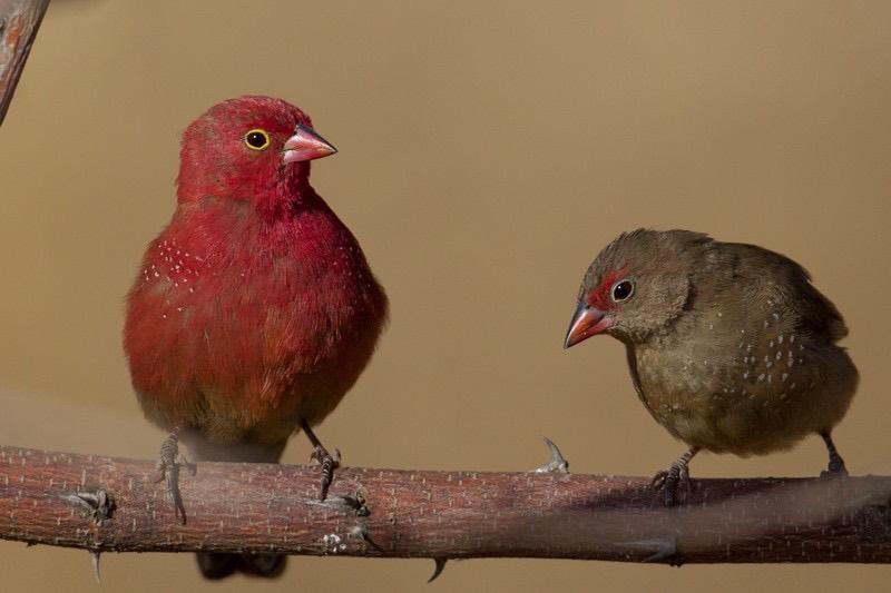 Gezocht: koppel vuurvinken (Lagonosticta senegala), Dieren en Toebehoren, Vogels | Overige Vogels, Meerdere dieren, Tropenvogel