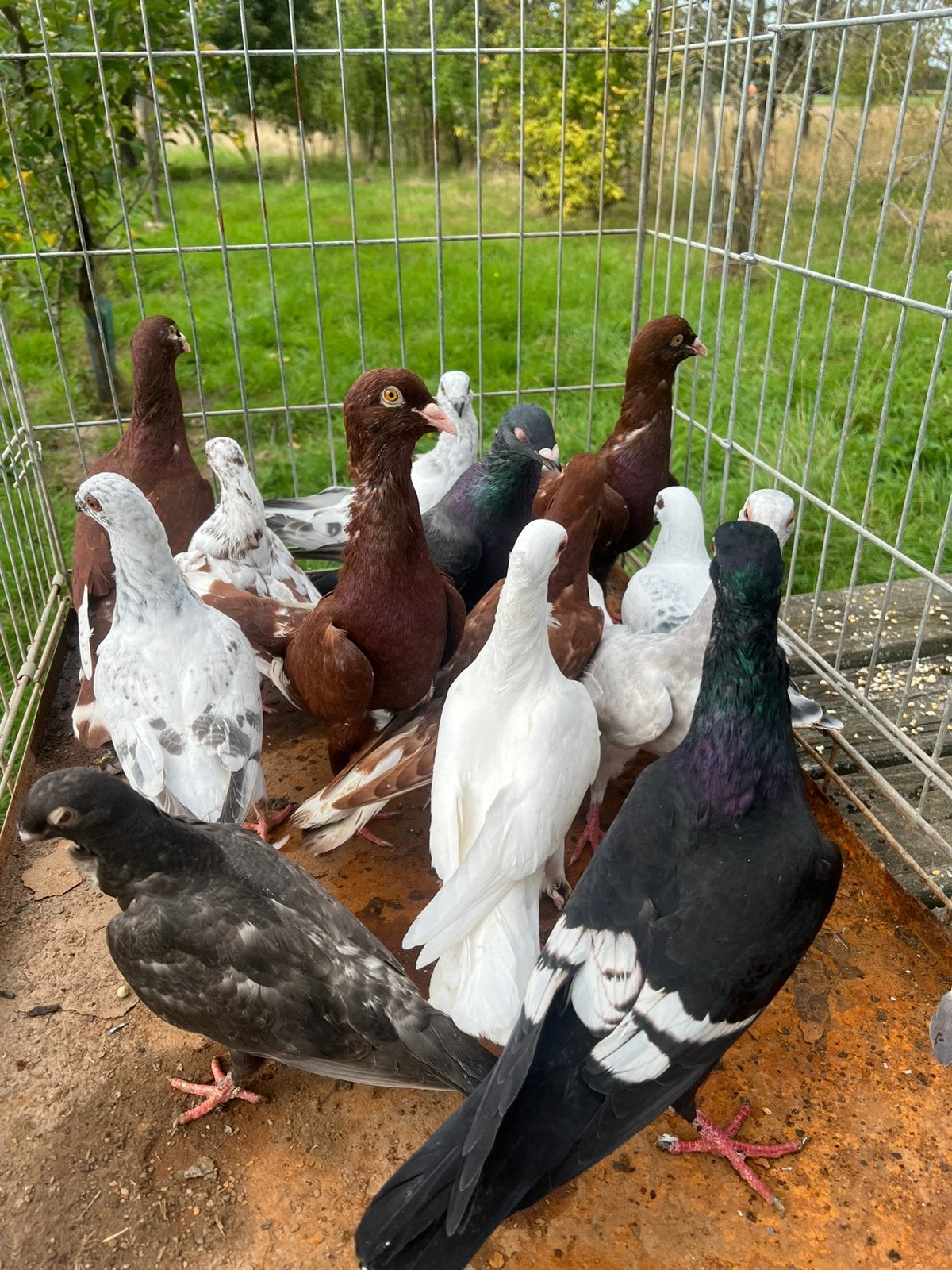13 duivers Syrische duiven, Dieren en Toebehoren