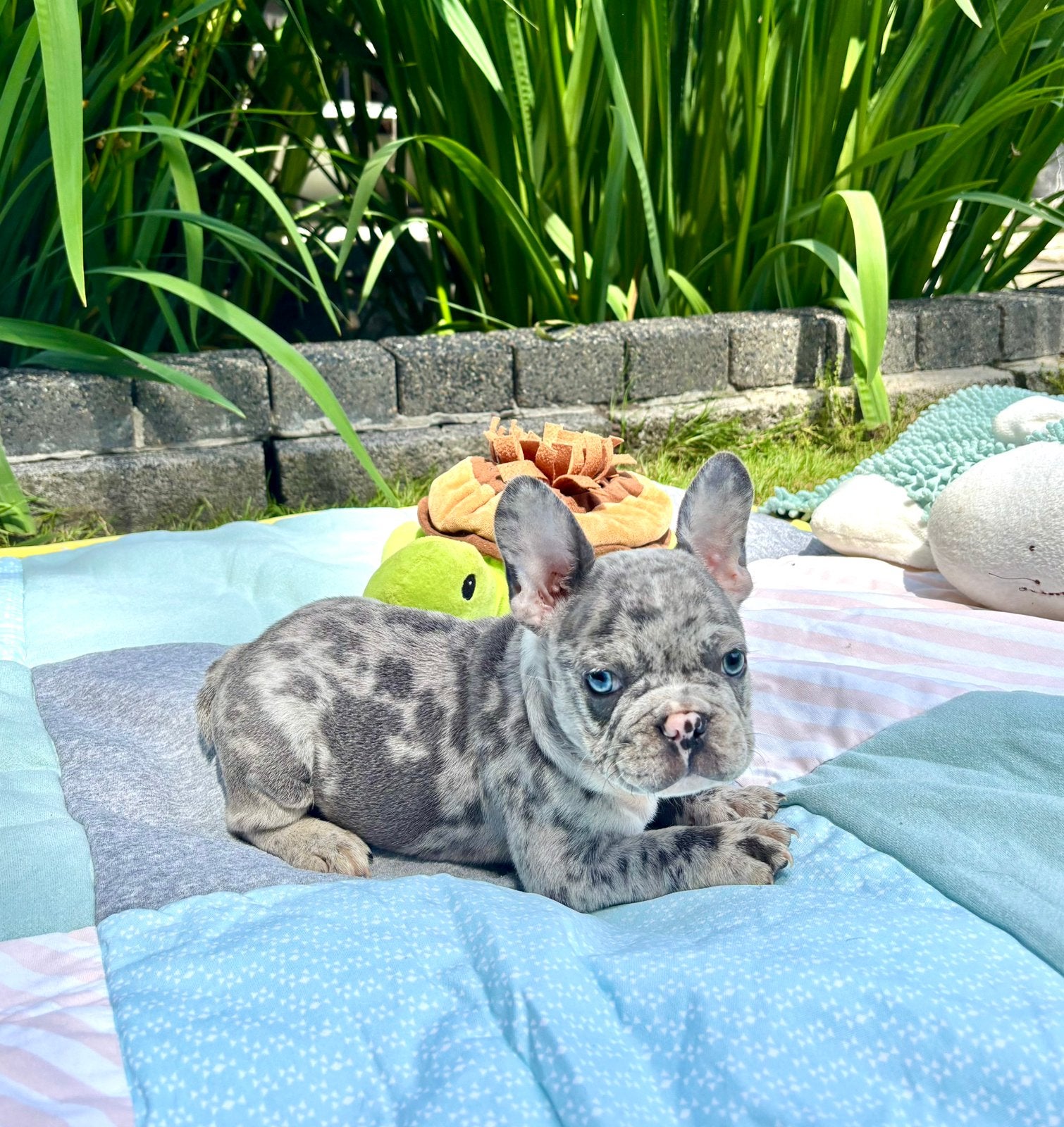 Fransd Bulldog Pups, Parvo, België, Fokker | Hobbymatig, 8 tot 15 weken