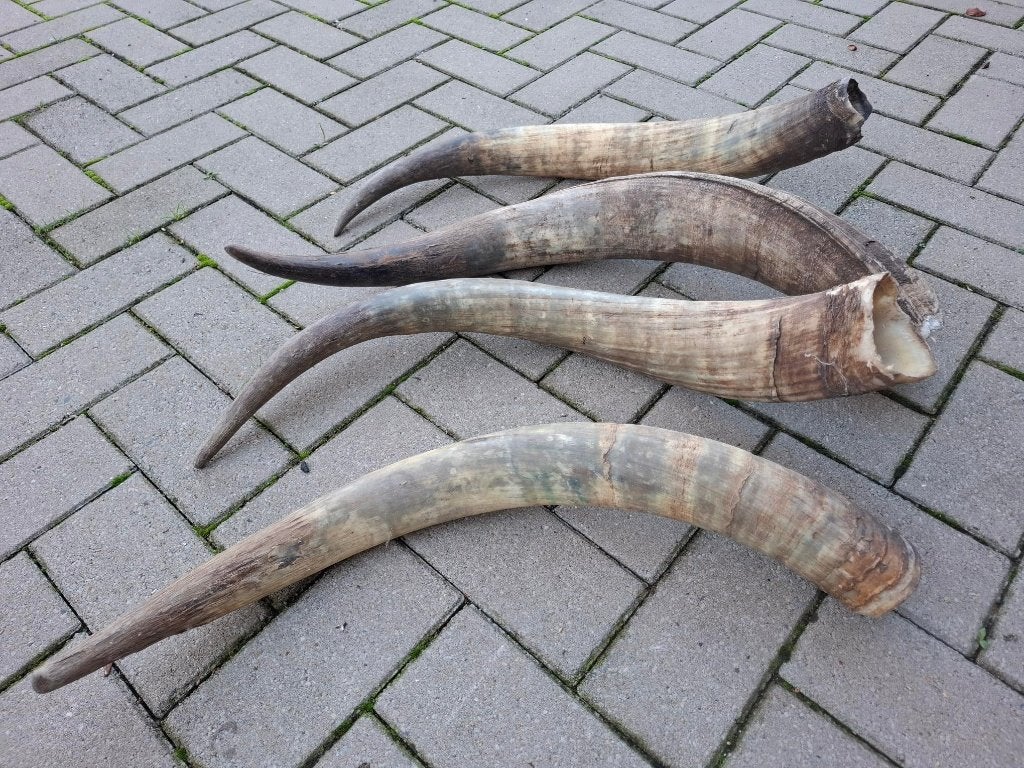 longhorn 70cm., Ophalen, Gebruikt, Decoratieobject, Natuurlijk materiaal