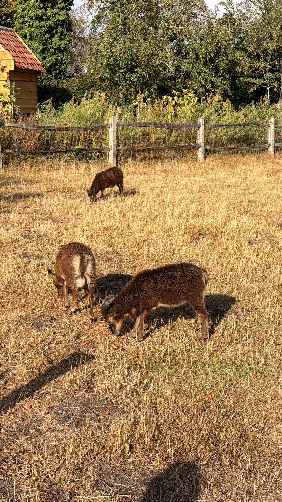 Soay schapen, Schaap