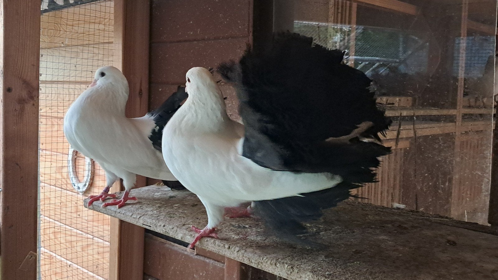 Pigon, Dieren en Toebehoren, Vogels | Duiven, Vrouwelijk