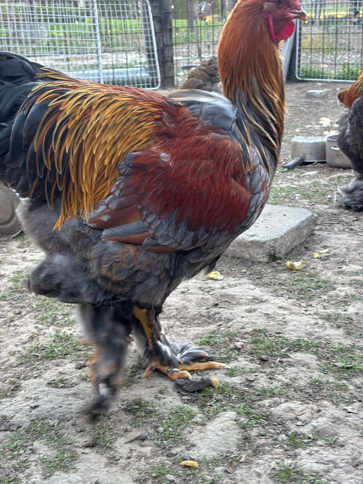 Brahma hanen, Mâle, Poule ou poulet