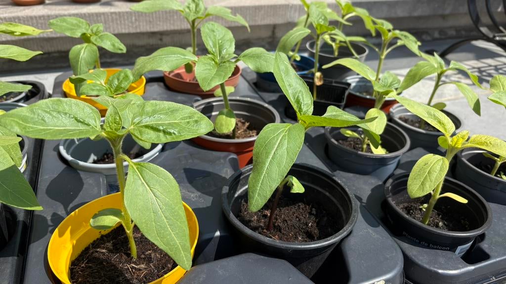Zonnebloem plantjes ( halfhoge), Tuin en Terras, Ophalen