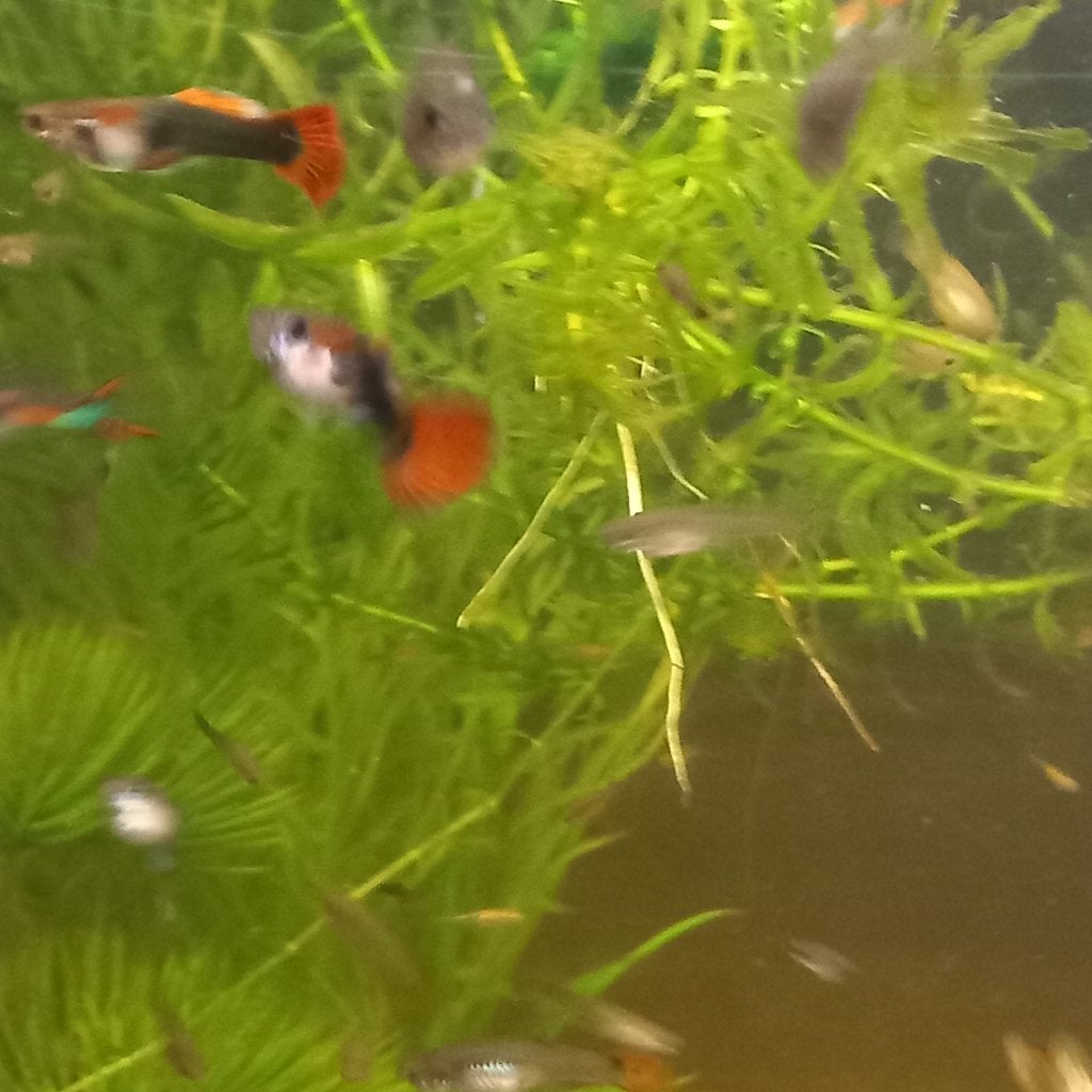 Gup, Animaux & Accessoires, Poisson, Poisson d'eau douce, Banc de poissons