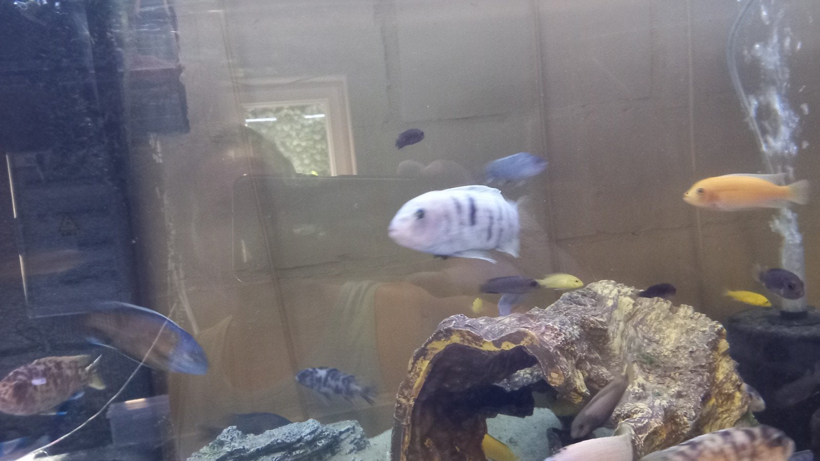 Malawi cichliden