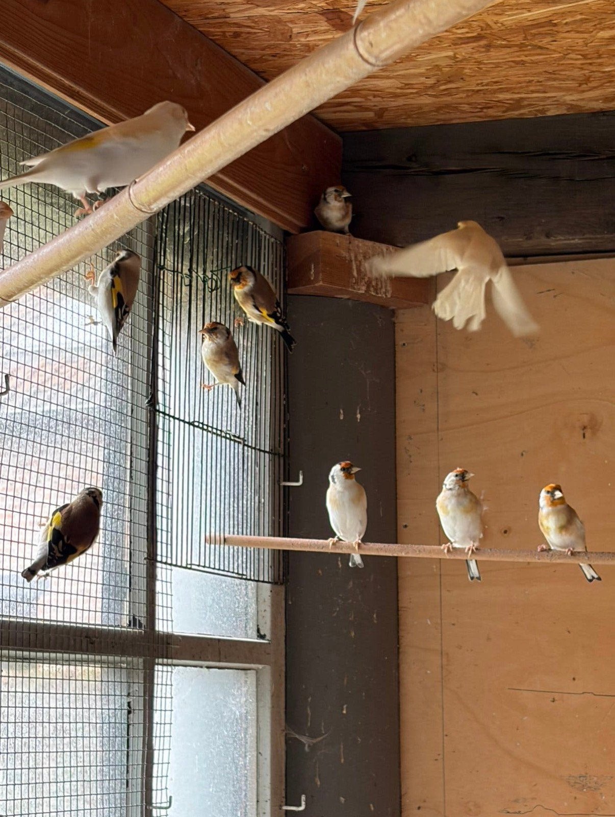 Vinken, Dieren en Toebehoren