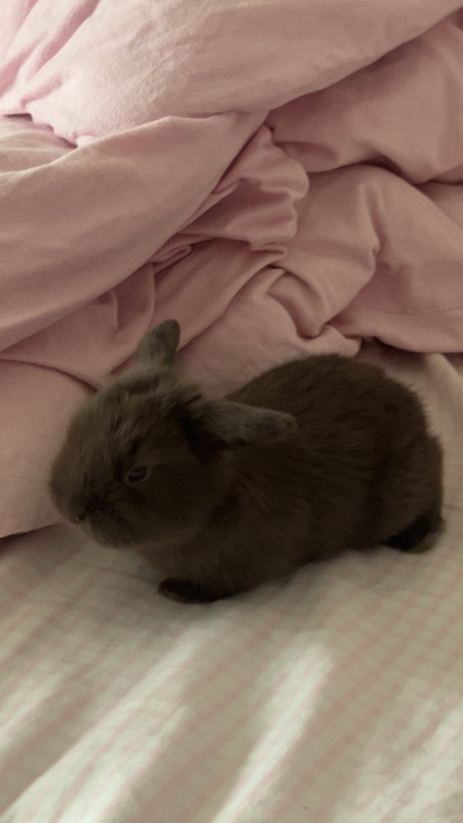 Lief bruin konijntje te koop!, Dieren en Toebehoren, Geslacht onbekend, Klein, Hangoor, 0 tot 2 jaar