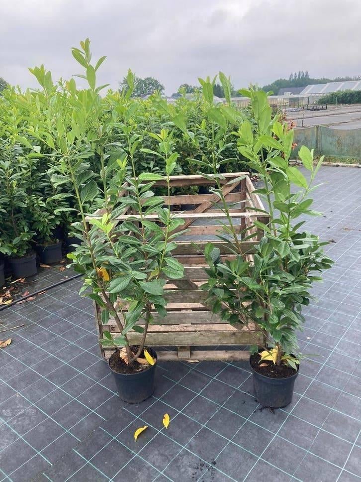 Laurel Bushes for Hedge Parties - 40 % de réduction dès, Enlèvement ou Envoi