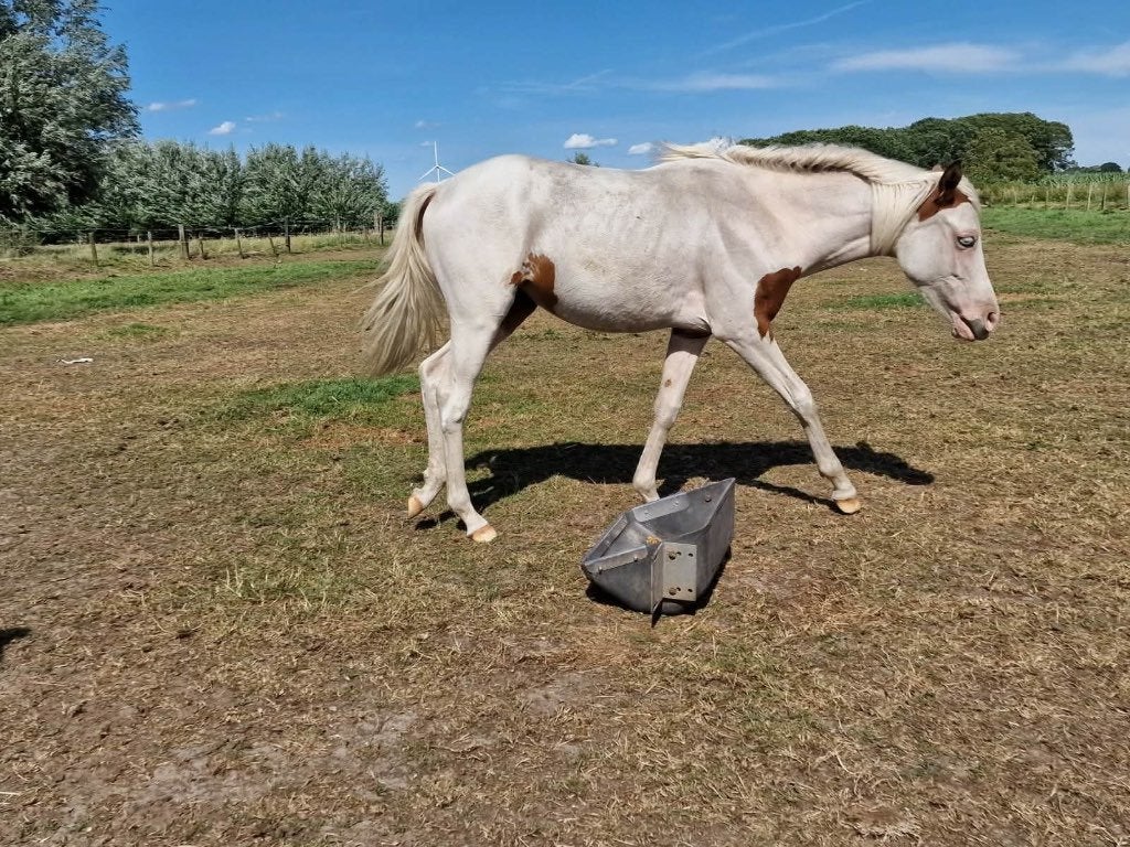 Merrie jaarling, Dieren en Toebehoren, Paarden, Merrie, M, Gechipt