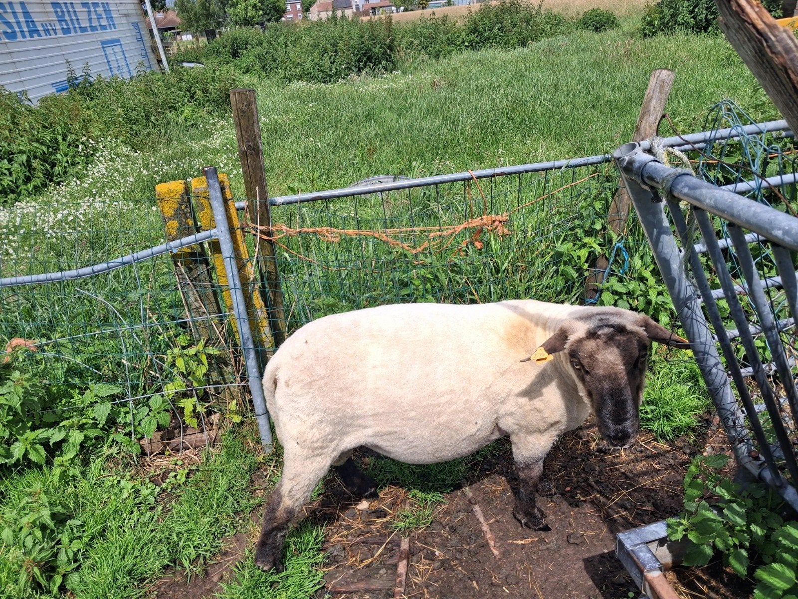 Bok, Dieren en Toebehoren, Mannelijk, Schaap, 0 tot 2 jaar