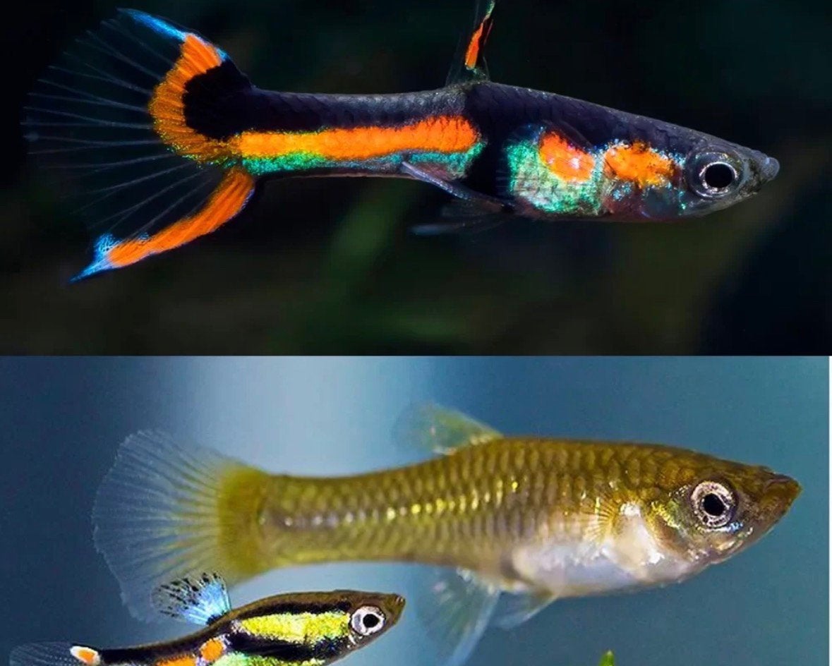 Endler guppies, Dieren en Toebehoren, Vis, Zoetwatervis, Schoolvis